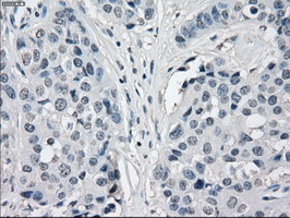 m01450 1 anti cd32a fcgr2a mouse monoclonal antibody clone id oti13d7 ihc testing 13