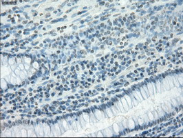 m01450 1 anti cd32a fcgr2a mouse monoclonal antibody clone id oti13d7 ihc testing 14