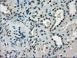 m01450 1 anti cd32a fcgr2a mouse monoclonal antibody clone id oti13d7 ihc testing 15