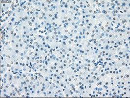 m01450 1 anti cd32a fcgr2a mouse monoclonal antibody clone id oti13d7 ihc testing 6