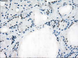 m01450 1 anti cd32a fcgr2a mouse monoclonal antibody clone id oti13d7 ihc testing 7