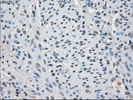m01450 1 anti cd32a fcgr2a mouse monoclonal antibody clone id oti13d7 ihc testing 8
