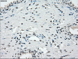 m01450 1 anti cd32a fcgr2a mouse monoclonal antibody clone id oti13d7 ihc testing 9