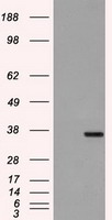 m01450 1 anti cd32a fcgr2a mouse monoclonal antibody clone id oti13d7 wb testing 1