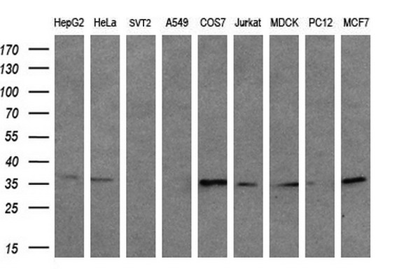 m01450 1 anti cd32a fcgr2a mouse monoclonal antibody clone id oti13d7 wb testing 2