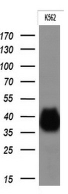 m01450 1 anti cd32a fcgr2a mouse monoclonal antibody clone id oti13d7 wb testing 3