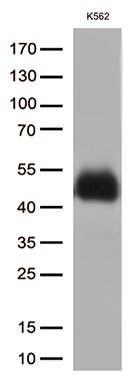 m01450 1 anti cd32a fcgr2a mouse monoclonal antibody clone id oti13d7 wb testing 4