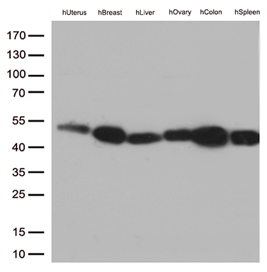 m01450 1 anti cd32a fcgr2a mouse monoclonal antibody clone id oti13d7 wb testing 5