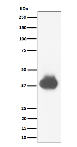m01450 2 wb