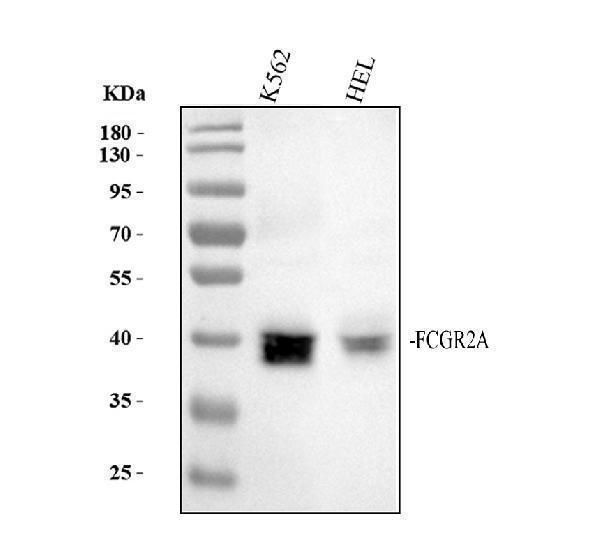 Western blot analysis of FCGR2A using anti-FCGR2A antibody (M01450)