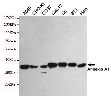 Western blotting validation for Anti-Annexin A1 ANXA1 Monoclonal Antibody M01451-1
Western blot detection of Annexin A1 in A549