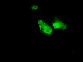 m01451 2 anti annexin a1 anxa1 mouse monoclonal antibody clone id oti3a8 if testing 7