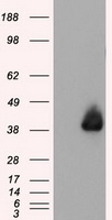 m01451 2 anti annexin a1 anxa1 mouse monoclonal antibody clone id oti3a8 wb testing 1