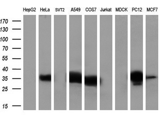 m01451 2 anti annexin a1 anxa1 mouse monoclonal antibody clone id oti3a8 wb testing 2