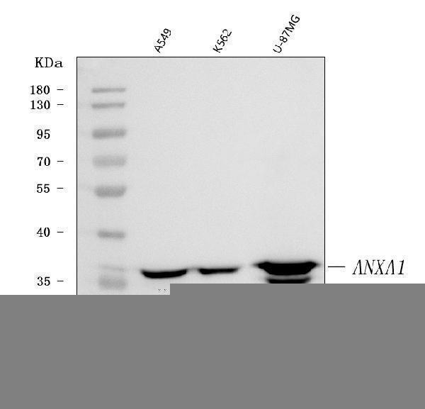  Western blot analysis of Annexin A1/ANXA1 using anti-Annexin A1/ANXA1 antibody (M01451-3)