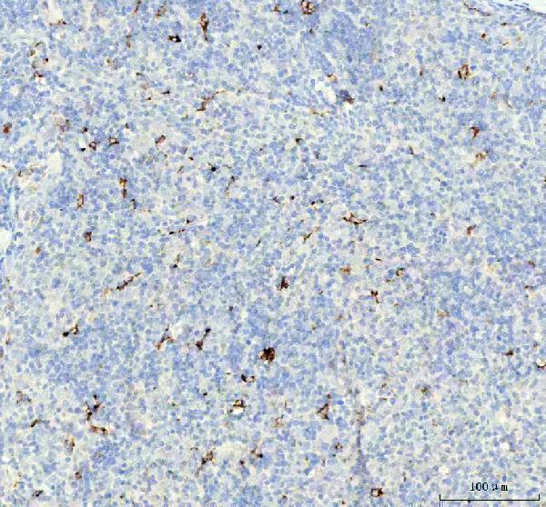 m01456 ctsb primary antibodies ihc testing 4