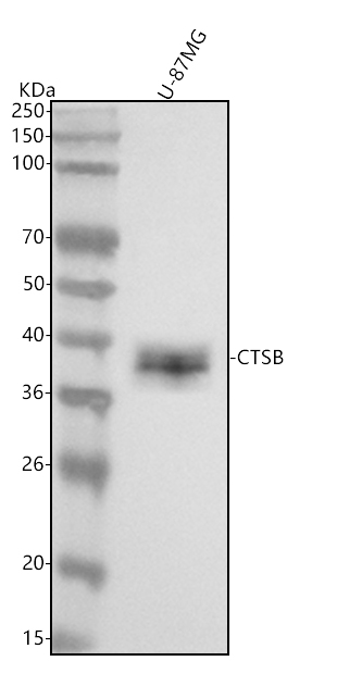  Western blot analysis of Cathepsin B using anti-Cathepsin B antibody (M01456)