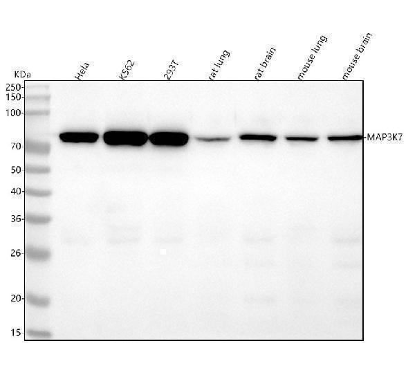 m01458 map3k7 primary antibodies wb testing 1