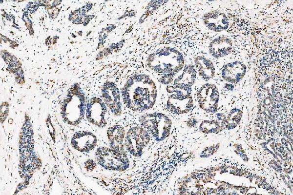  IHC analysis of Hes1 using anti-Hes1 antibody (M01459)