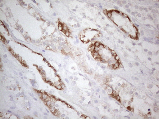 m01461 anti btg2 mouse monoclonal antibody clone id oti4c10 ihc testing 5