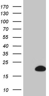 m01461 anti btg2 mouse monoclonal antibody clone id oti4c10 wb testing 1