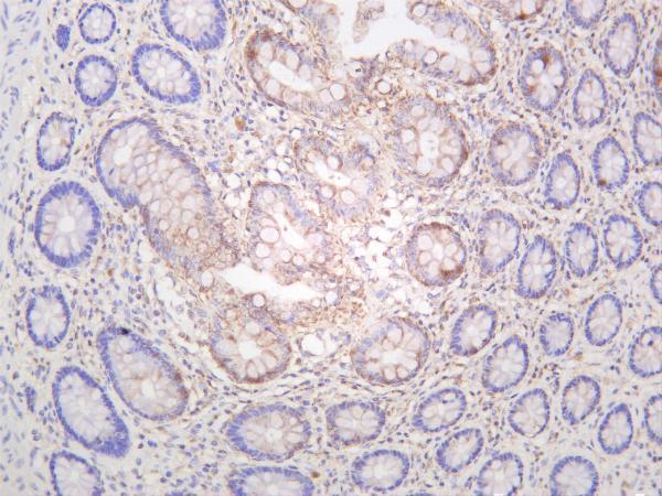m01463 2 rptor primary antibodies ihc testing 1