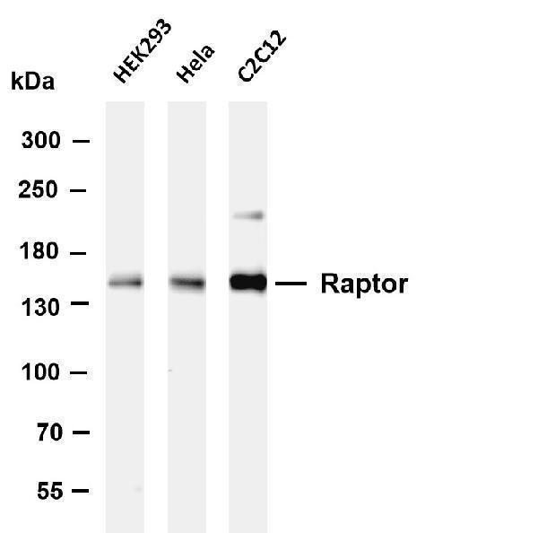 m01463 2 rptor primary antibodies wb testing 1