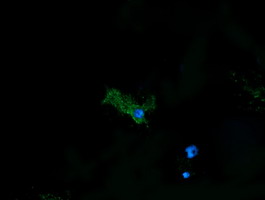 Anti-PDIA3 mouse monoclonal antibody (M01464-2) immunofluorescent staining of COS7 cells transiently transfected by pCMV6-ENTRY PDIA3