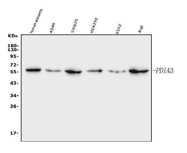  Western blot analysis of ERp57 using anti-ERp57 antibody (M01464-4)