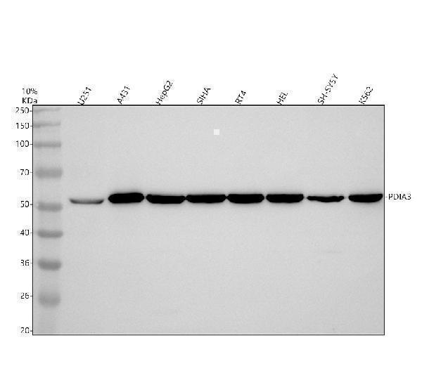m01464 pdia3 primary antibodies wb testing 1