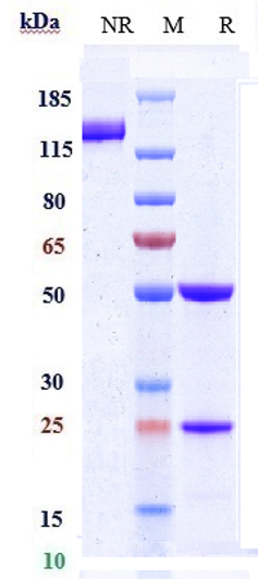 Anti-ACVRL1/ALK-1 Reference Antibody (ascrinvacumab) on SDS-PAGE under reducing (R) condition