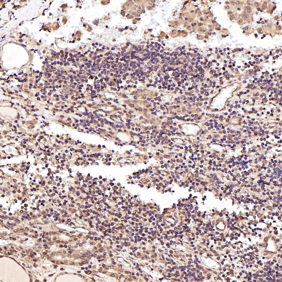 m01469 ihc7