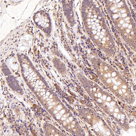 m01469 ihc9