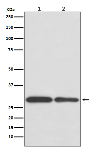 Western blot analysis of BNIP3 expression in (1) Jurkat cell lysate; (2) Mouse spleen lysate