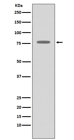 Western blot analysis of GRK2 expression in THP-1 cell lysate