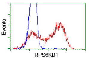 m01475 2 anti s6k1 rps6kb1 mouse monoclonal antibody clone id oti4g4 flow cytometry testing 3