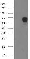 m01475 2 anti s6k1 rps6kb1 mouse monoclonal antibody clone id oti4g4 wb testing 1