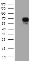 m01475 3 anti s6k1 rps6kb1 mouse monoclonal antibody clone id oti6b2 wb testing 1