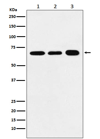 m01475 4 wb