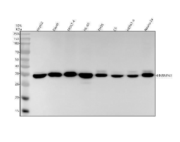 Western blot analysis of HNRNPA1 using anti-HNRNPA1 antibody (M01476)