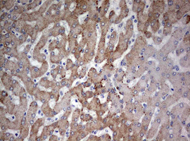 m01484 1 anti fen1 mouse monoclonal antibody clone id oti1f3 ihc testing 10