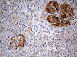 m01484 1 anti fen1 mouse monoclonal antibody clone id oti1f3 ihc testing 4