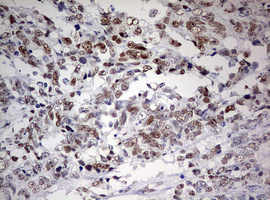 m01484 1 anti fen1 mouse monoclonal antibody clone id oti1f3 ihc testing 7