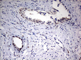 m01484 1 anti fen1 mouse monoclonal antibody clone id oti1f3 ihc testing 8
