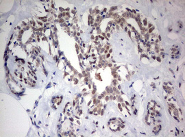 m01484 1 anti fen1 mouse monoclonal antibody clone id oti1f3 ihc testing 9
