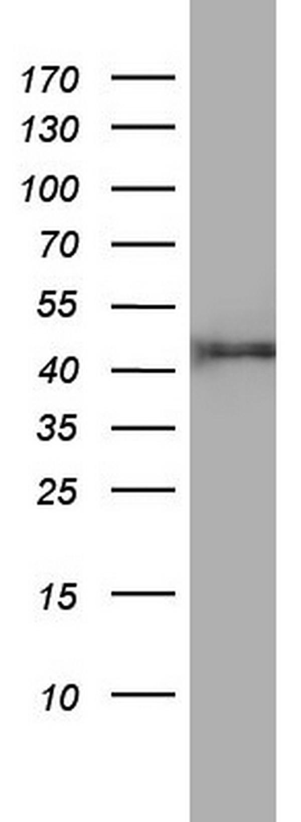 m01484 1 anti fen1 mouse monoclonal antibody clone id oti1f3 wb testing 1