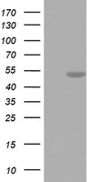 m01484 1 anti fen1 mouse monoclonal antibody clone id oti1f3 wb testing 2