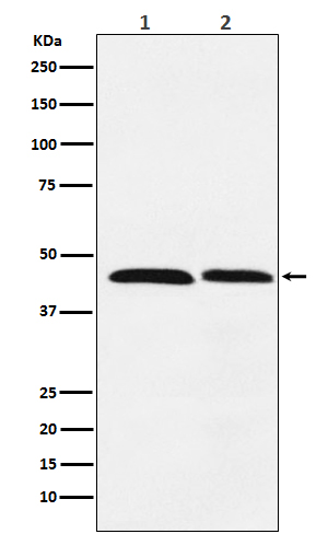 Western blot analysis of FEN1 expression in (1) HeLa cell lysate; (2) Daudi cell lysate