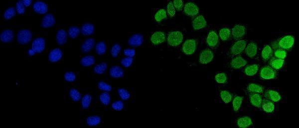 m01484 3 fen1 primary antibodies if testing 9