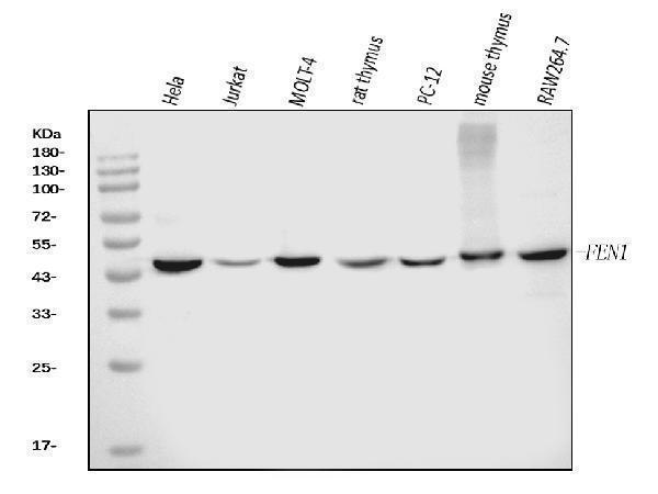  Western blot analysis of FEN1 using anti-FEN1 antibody (M01484-3)
